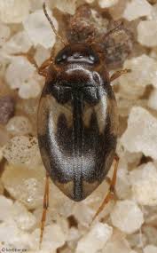 Attēlu rezultāti vaicājumam “Colymbetes striatus”