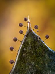 Attēlu rezultāti vaicājumam “Collaria sp.”