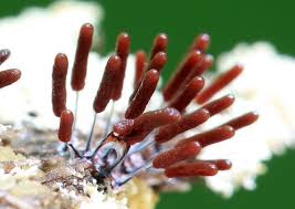 Attēlu rezultāti vaicājumam “Stemonitopsis typhina”