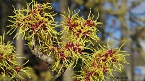 Attēlu rezultāti vaicājumam “Hamamelis mollis”