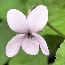 Attēlu rezultāti vaicājumam “Viola odorata”