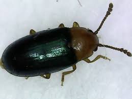 Attēlu rezultāti vaicājumam “Triplax aenea”