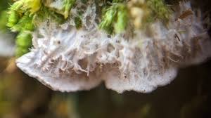 Attēlu rezultāti vaicājumam “Peltigera canina”