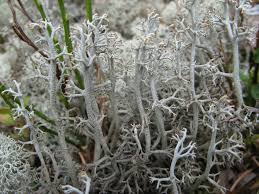 Attēlu rezultāti vaicājumam “Cladonia rangiferina”