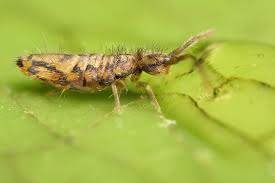 Attēlu rezultāti vaicājumam “Heteromurus nitidus”