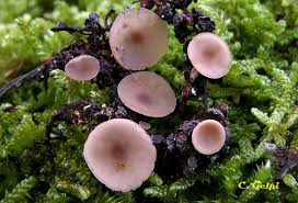 Attēlu rezultāti vaicājumam “Ciboria amentacea”