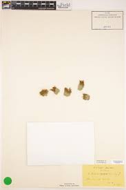 Attēlu rezultāti vaicājumam “Didymodon fallax var. brevifolius”