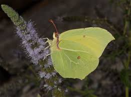 Attēlu rezultāti vaicājumam “Gonepteryx rhamni male”