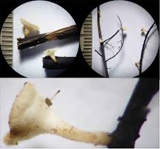 Attēlu rezultāti vaicājumam “Cudoniella clavus”