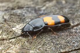 Attēlu rezultāti vaicājumam “Glischrochilus grandis”