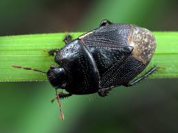 Attēlu rezultāti vaicājumam “Cydnidae”