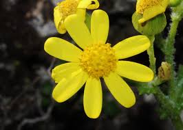 Attēlu rezultāti vaicājumam “Senecio vernalis bud”