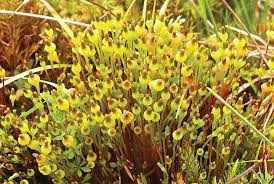 Attēlu rezultāti vaicājumam “Grimmia muehlenbeckii sporophyte”