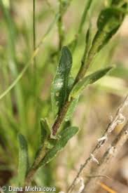 Attēlu rezultāti vaicājumam “Arabis hirsuta fruit”