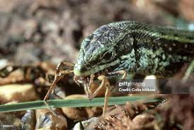 Attēlu rezultāti vaicājumam “Lacerta vivipara”