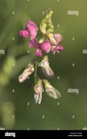 Attēlu rezultāti vaicājumam “Lathyrus sylvestris bud”