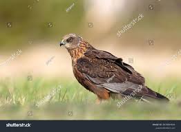 Attēlu rezultāti vaicājumam “Circus aeruginosus”