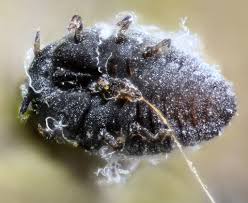 Attēlu rezultāti vaicājumam “Adelges laricis”