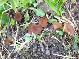 Attēlu rezultāti vaicājumam “Dumontinia tuberosa”