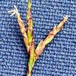 Attēlu rezultāti vaicājumam “Carex digitata fruit”