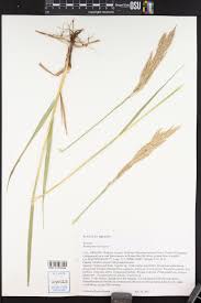 Attēlu rezultāti vaicājumam “Bromopsis inermis fruit”