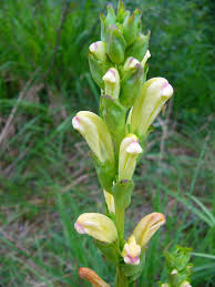 Attēlu rezultāti vaicājumam “Pedicularis sceptrum-carolinum leaf”