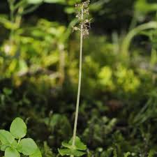 Attēlu rezultāti vaicājumam “Listera cordata fruit”