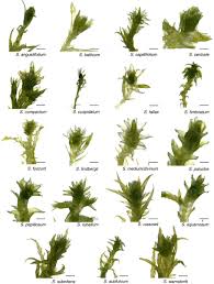 Attēlu rezultāti vaicājumam “Sphagnum balticum”