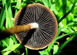 Attēlu rezultāti vaicājumam “Psathyrella sp.”