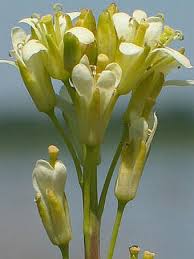 Attēlu rezultāti vaicājumam “Arabis glabra”