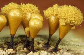 Attēlu rezultāti vaicājumam “Hemitrichia calyculata”