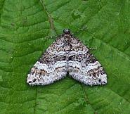 Attēlu rezultāti vaicājumam “Perizoma bifaciata”