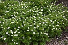 Attēlu rezultāti vaicājumam “Anemone sylvestris”