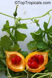 Attēlu rezultāti vaicājumam “Carlina biebersteinii fruit”