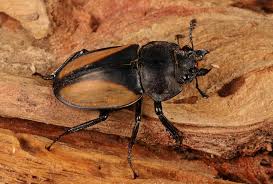 Attēlu rezultāti vaicājumam “Lucanidae”