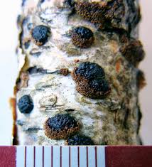 Attēlu rezultāti vaicājumam “Merismodes anomala”