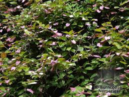 Attēlu rezultāti vaicājumam “Actinidia kolomikta”