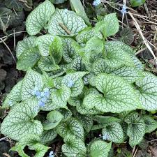 Attēlu rezultāti vaicājumam “Brunnera macrophylla”