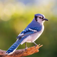 Image result for Bird