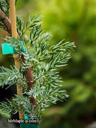 Attēlu rezultāti vaicājumam “Juniperus communis”