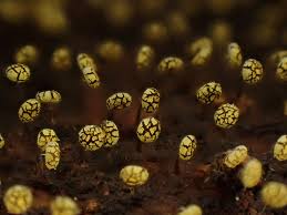 Attēlu rezultāti vaicājumam “Physarum viride macro”