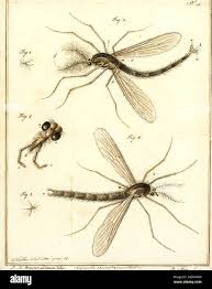 Attēlu rezultāti vaicājumam “Tipulidae”