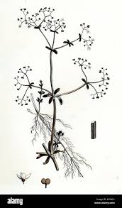 Attēlu rezultāti vaicājumam “Galium elongatum”