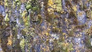 Attēlu rezultāti vaicājumam “Platydictya jungermannioides”