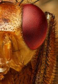 Attēlu rezultāti vaicājumam “Drosophila melanogaster”