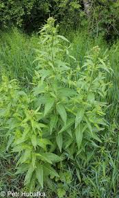 Attēlu rezultāti vaicājumam “Sisymbrium volgense”