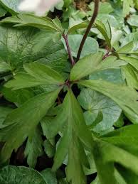 Attēlu rezultāti vaicājumam “Anemone nemorosa leaf”