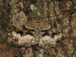 Attēlu rezultāti vaicājumam “Xanthorhoe biriviata”