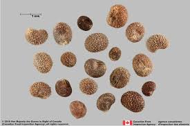 Attēlu rezultāti vaicājumam “Galium aparine fruit”