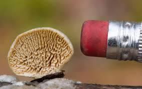 Attēlu rezultāti vaicājumam “Irpex lacteus”